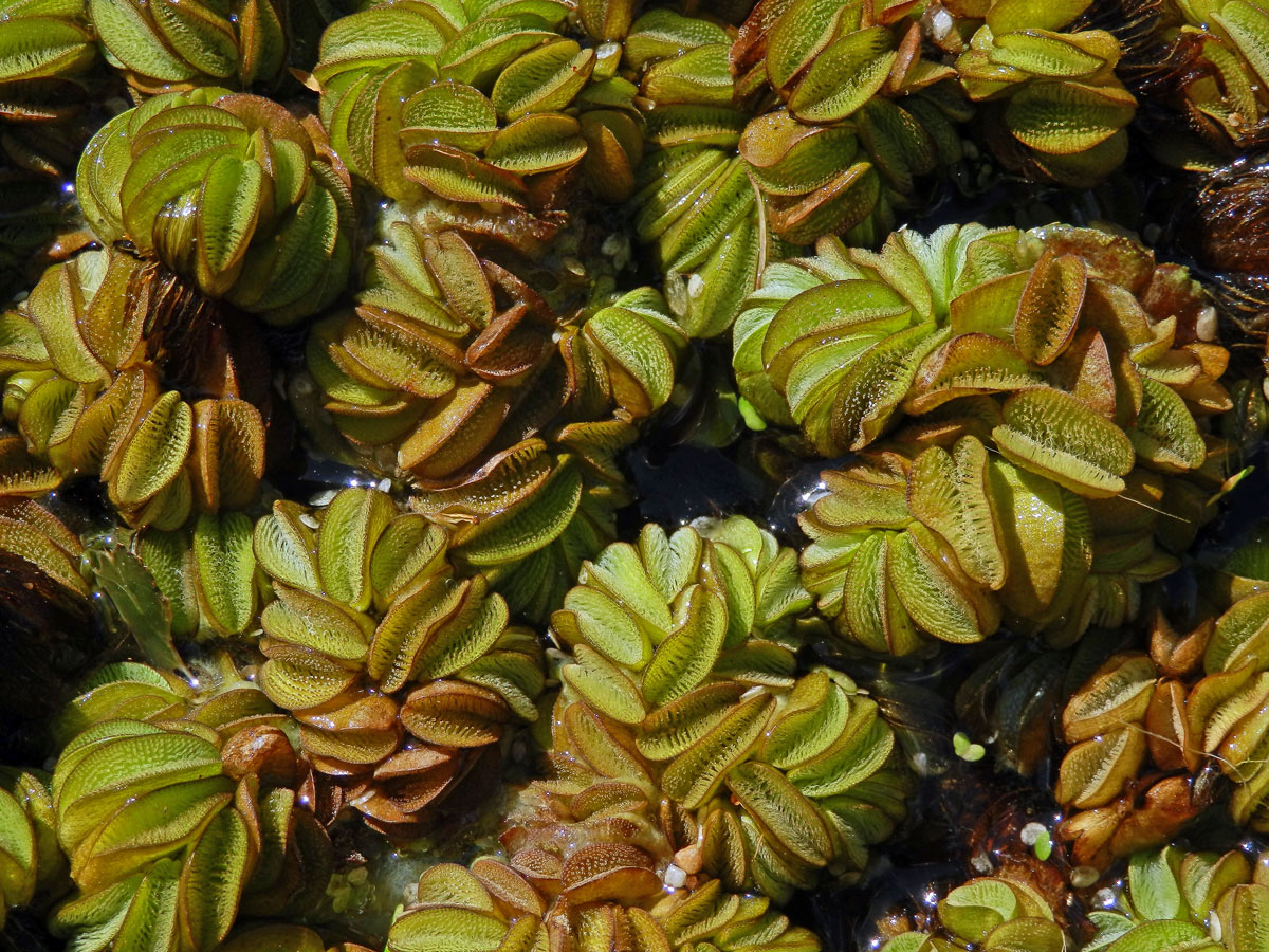 Nepukalka vzplývající (Salvinia natans (L.) All.)