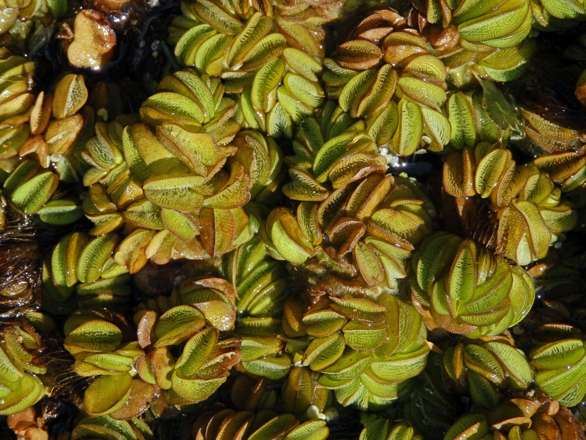 Nepukalka vzplývající (Salvinia natans (L.) All.)