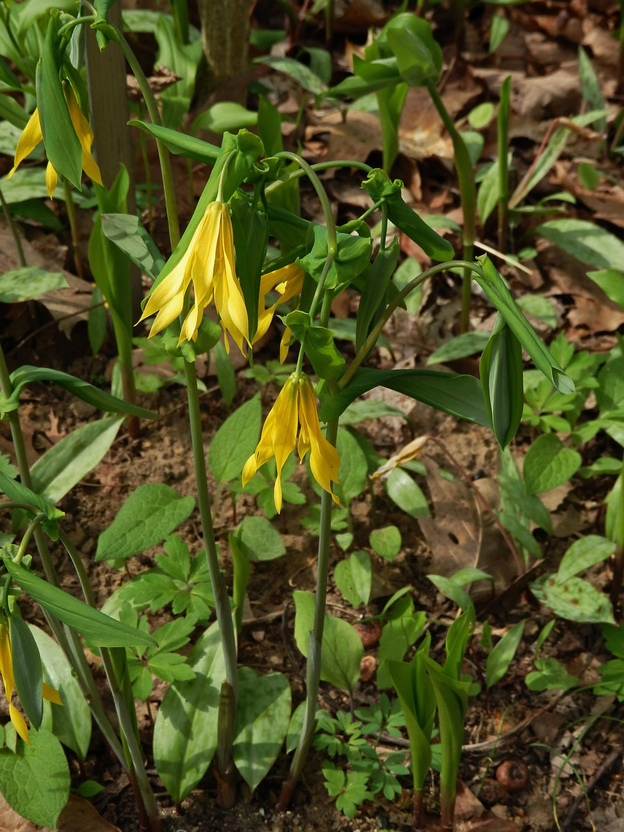 Uvularia grandiflora Sm.