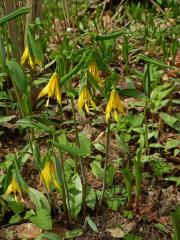 Uvularia grandiflora Sm.