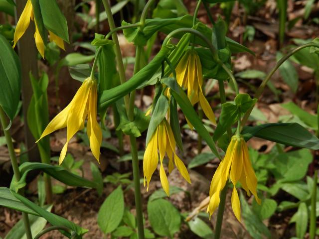 Uvularia grandiflora Sm.