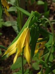 Uvularia grandiflora Sm.