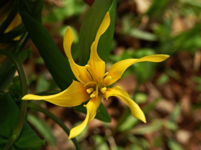 Uvularia grandiflora Sm.