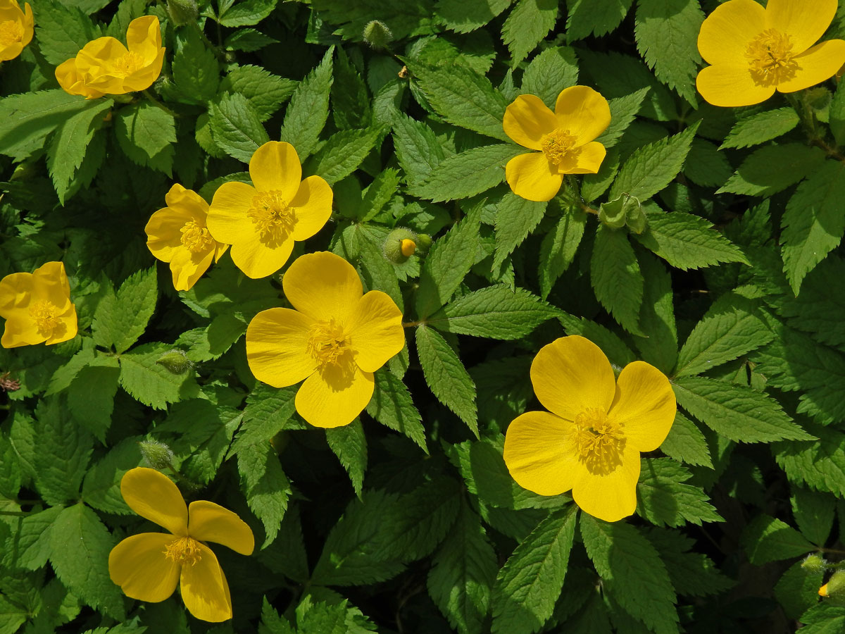 Hylomecon japonica (Thunb.) Prantl & Kündig