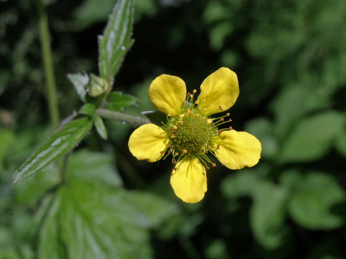 Kuklík městský (Geum urbanum L.)