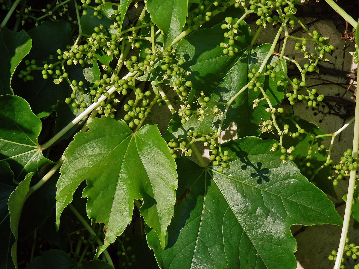 Loubinec tojlaločný (Parthenocissus tricuspidata (Siebold & Zucc.) Planch.)