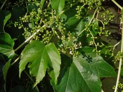 Loubinec tojlaločný (Parthenocissus tricuspidata (Siebold & Zucc.) Planch.)   