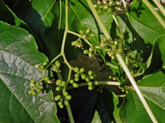 Loubinec tojlaločný (Parthenocissus tricuspidata (Siebold & Zucc.) Planch.)