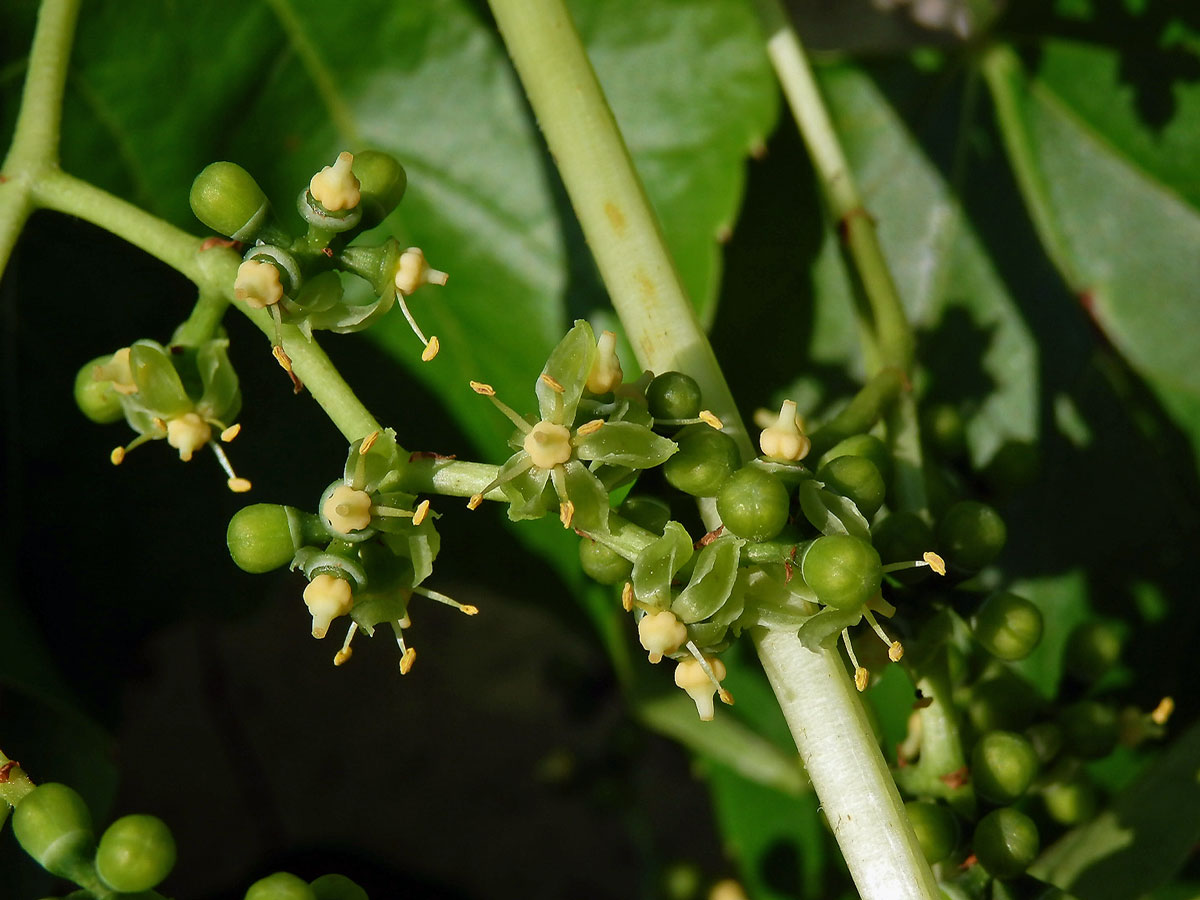 Loubinec tojlaločný (Parthenocissus tricuspidata (Siebold & Zucc.) Planch.)