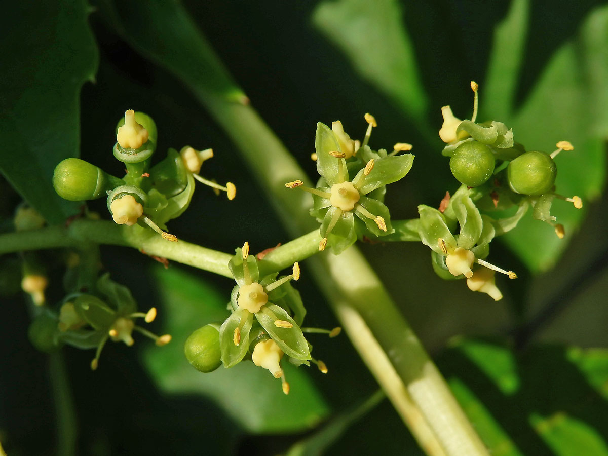 Loubinec tojlaločný (Parthenocissus tricuspidata (Siebold & Zucc.) Planch.)