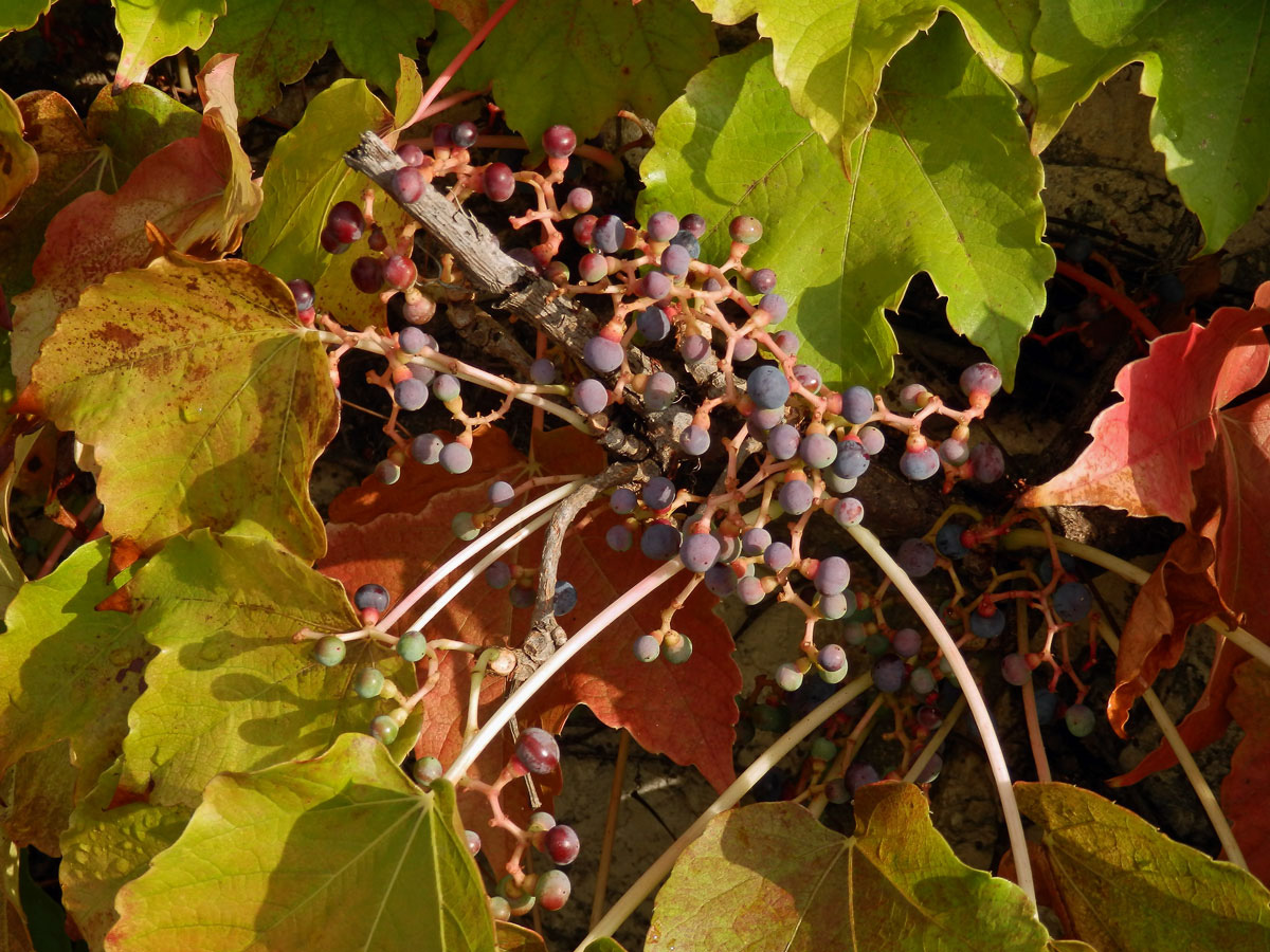 Loubinec tojlaločný (Parthenocissus tricuspidata (Siebold & Zucc.) Planch.)