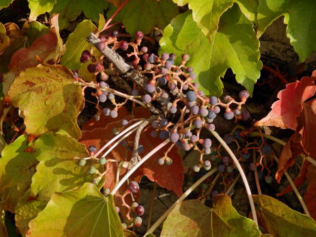 Loubinec tojlaločný (Parthenocissus tricuspidata (Siebold & Zucc.) Planch.)