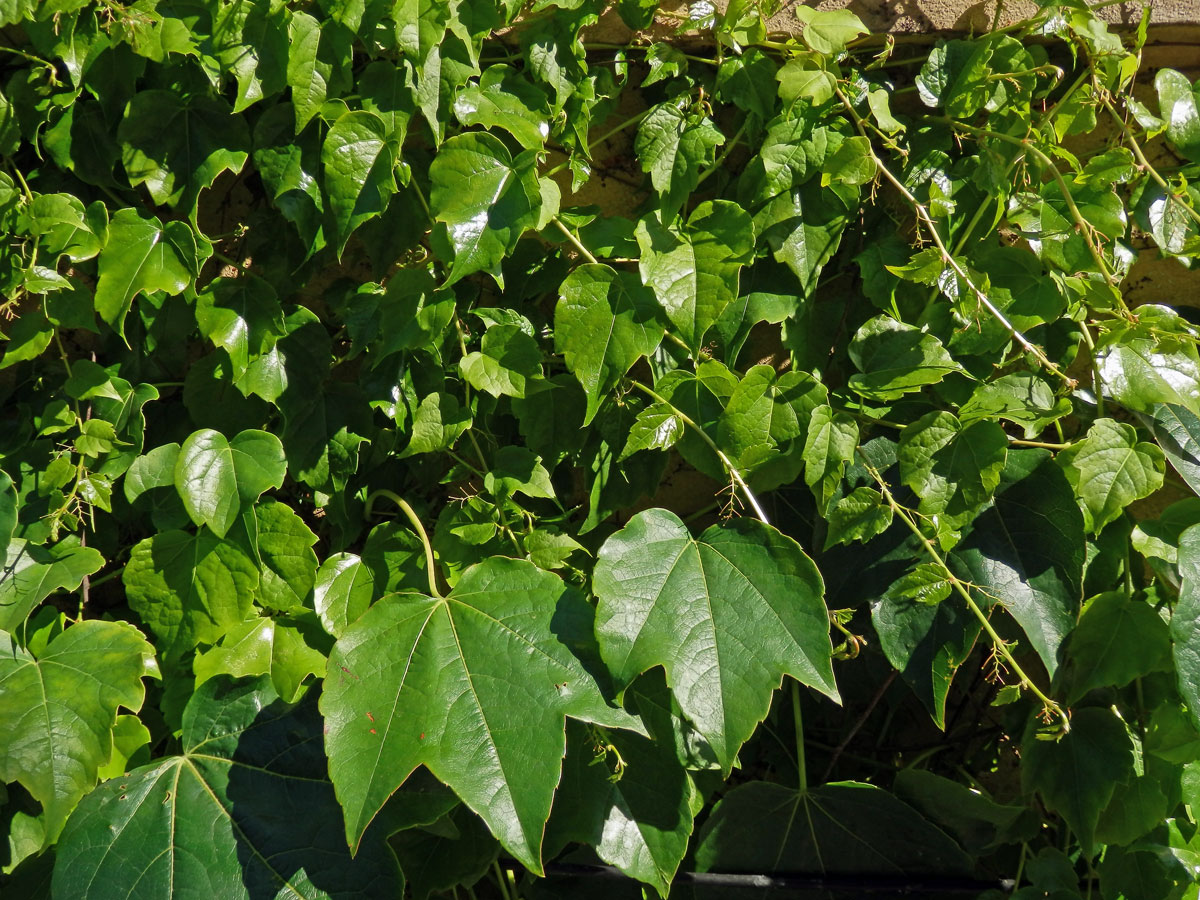 Loubinec tojlaločný (Parthenocissus tricuspidata (Siebold & Zucc.) Planch.)