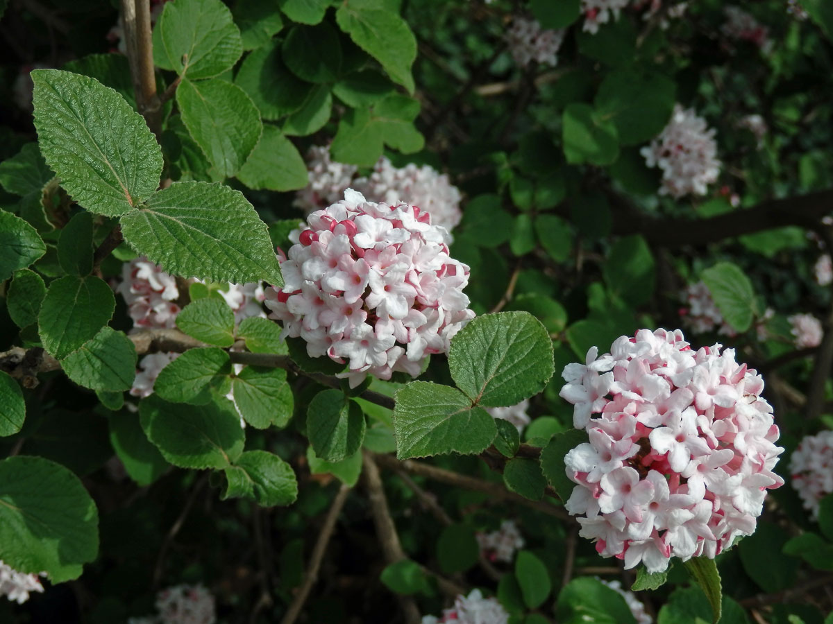 Kalina Carlesiova (Viburnum carlesii Hemsl.)