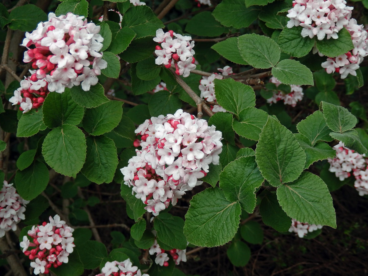 Kalina Carlesiova (Viburnum carlesii Hemsl.)