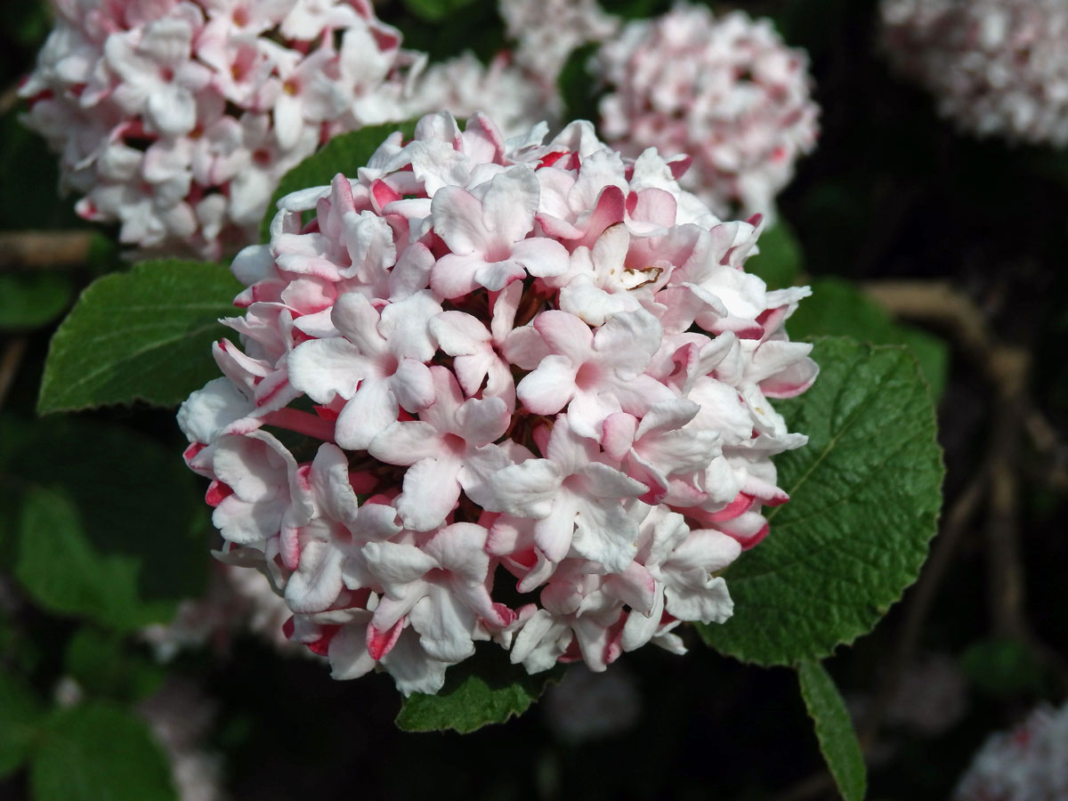 Kalina Carlesiova (Viburnum carlesii Hemsl.)