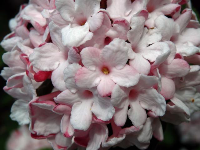 Kalina Carlesiova (Viburnum carlesii Hemsl.)