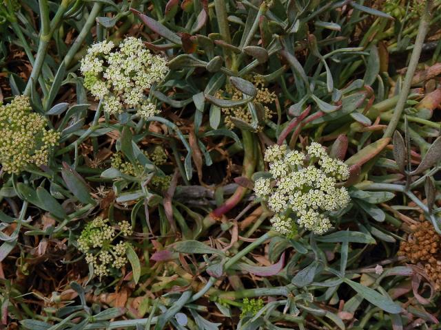 Motar přímořský (Crithmum maritimum L.)