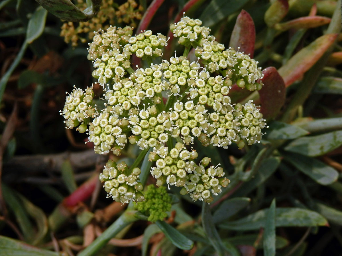 Motar přímořský (Crithmum maritimum L.)