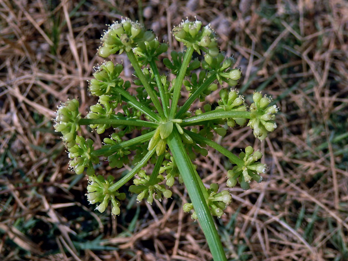 Motar přímořský (Crithmum maritimum L.)