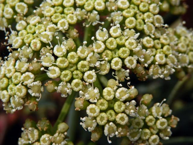 Motar přímořský (Crithmum maritimum L.)