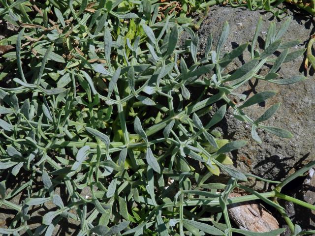 Motar přímořský (Crithmum maritimum L.)