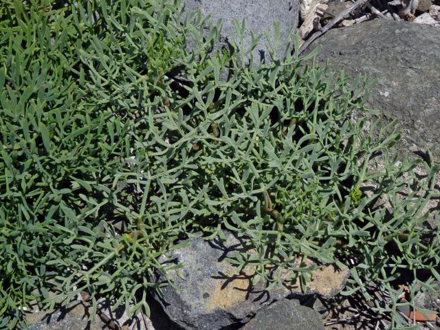 Motar přímořský (Crithmum maritimum L.)