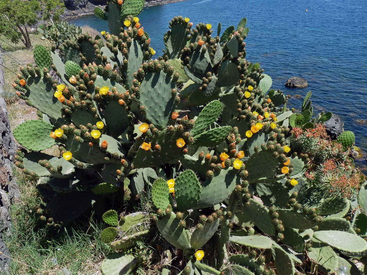 Opuncie mexická (Opuntia ficus-indica (L.) Mill.)