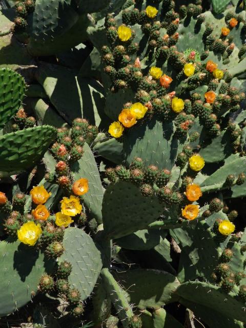 Opuncie mexická (Opuntia ficus-indica (L.) Mill.)