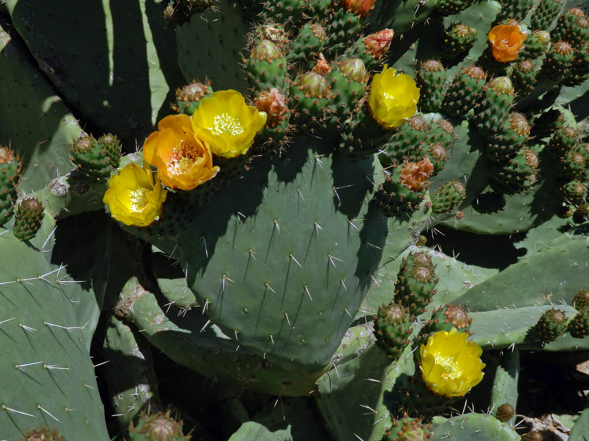 Opuncie mexická (Opuntia ficus-indica (L.) Mill.)