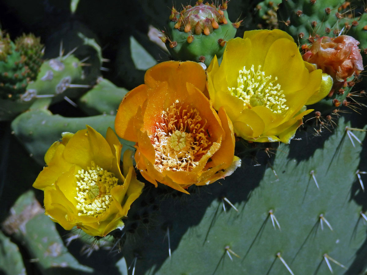 Opuncie mexická (Opuntia ficus-indica (L.) Mill.)