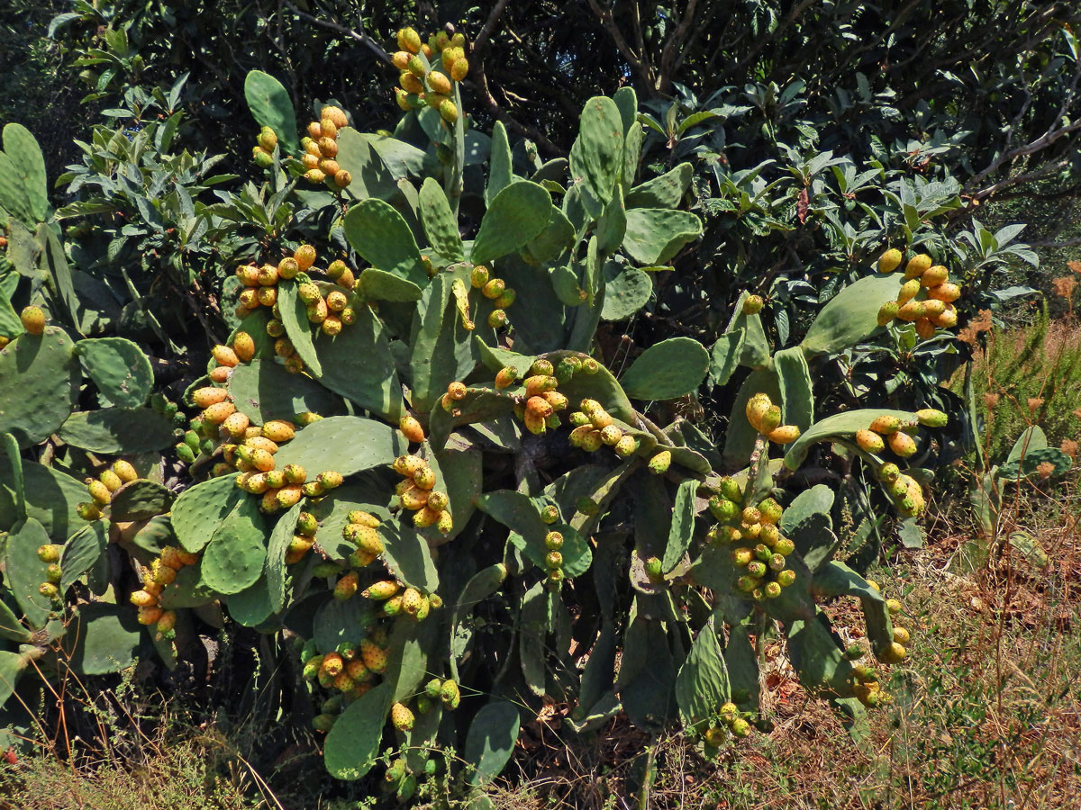 Opuncie mexická (Opuntia ficus-indica (L.) Mill.)