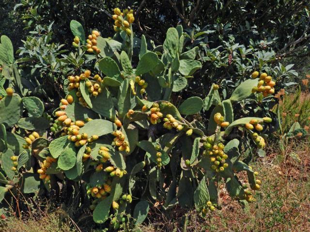 Opuncie mexická (Opuntia ficus-indica (L.) Mill.)