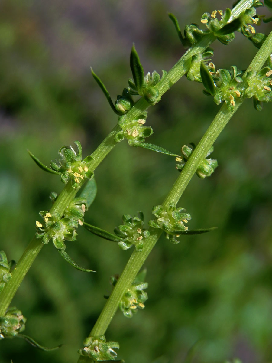 Řepa obecná (Beta vulgaris L.)