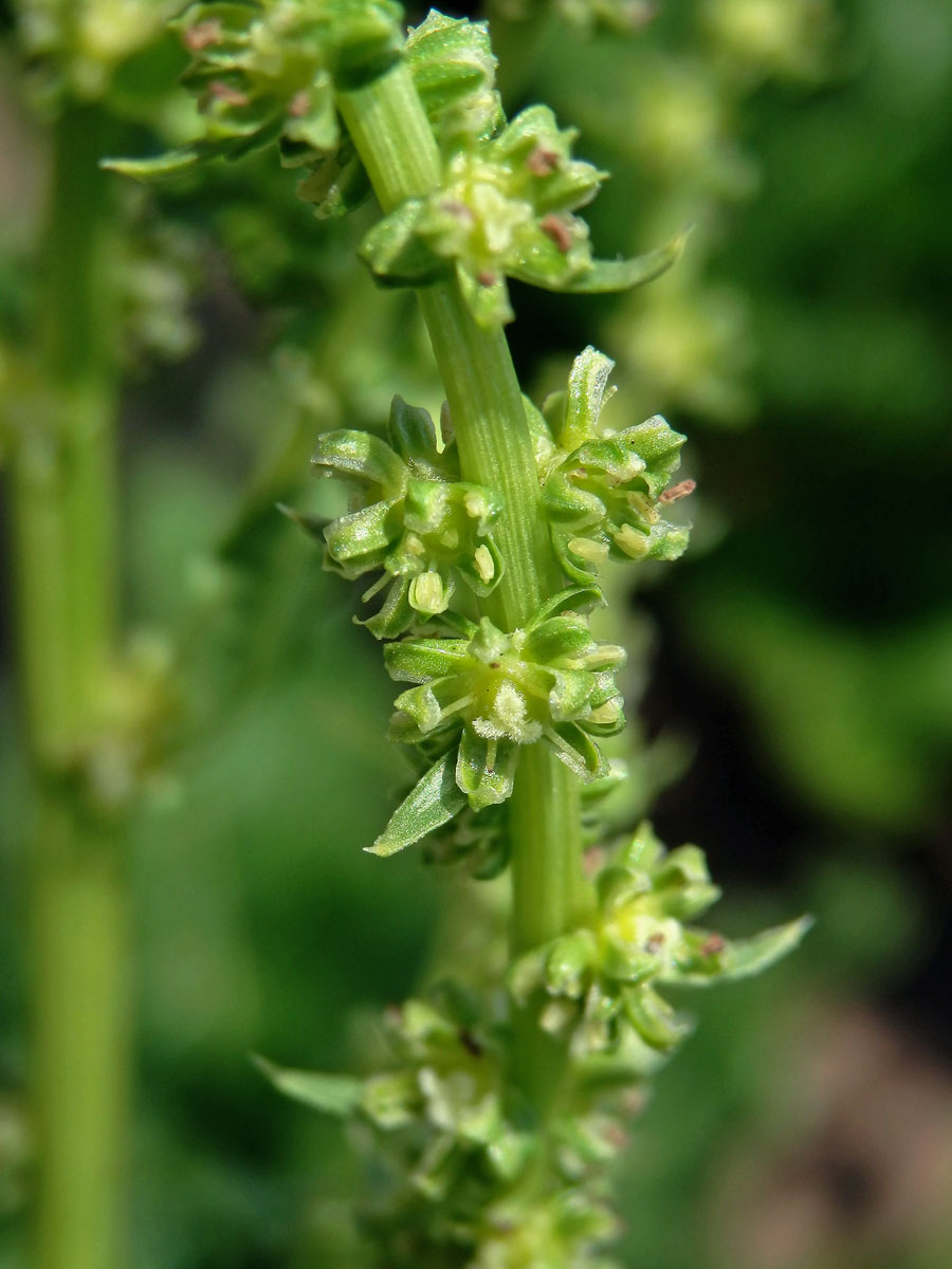 Řepa obecná (Beta vulgaris L.)