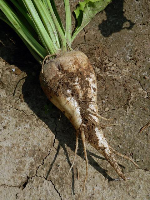 Řepa obecná (Beta vulgaris L.)