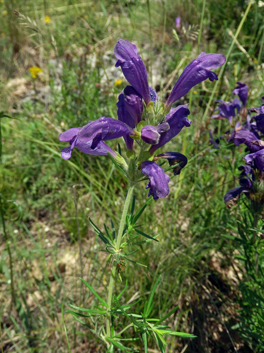 Včelník rakouský (Dracocephalum austriacum L.)