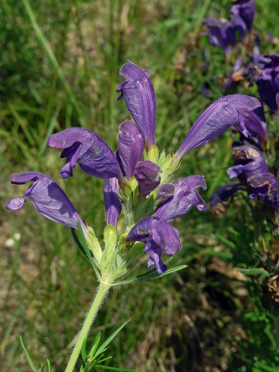 Včelník rakouský (Dracocephalum austriacum L.)