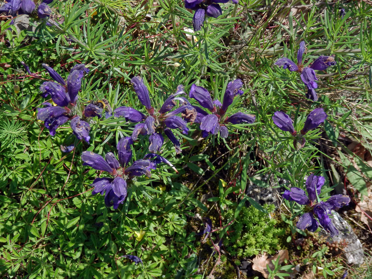 Včelník rakouský (Dracocephalum austriacum L.)