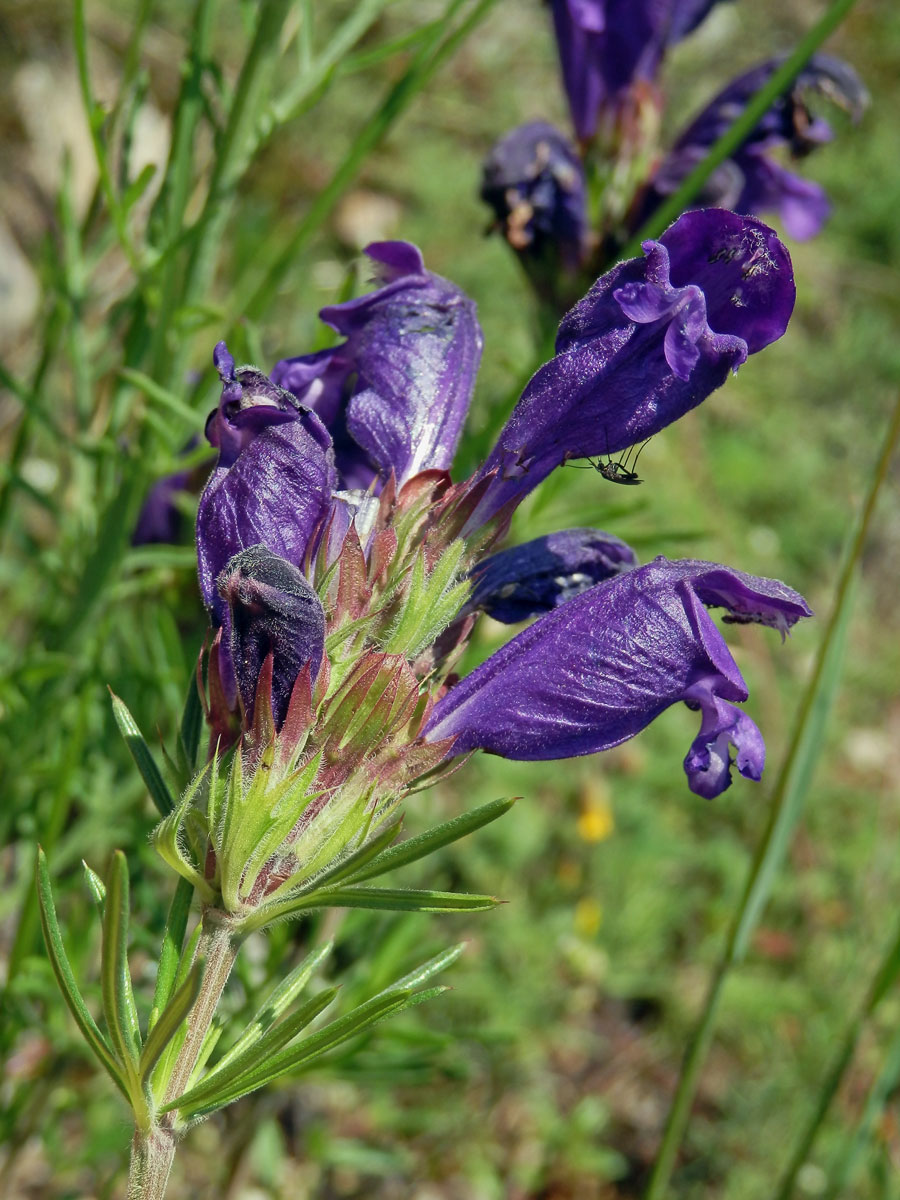 Včelník rakouský (Dracocephalum austriacum L.)