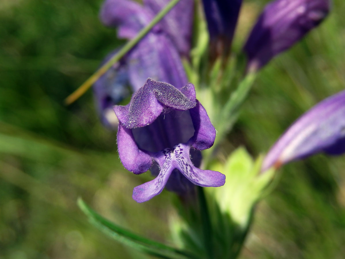 Včelník rakouský (Dracocephalum austriacum L.)