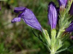 Včelník rakouský (Dracocephalum austriacum L.)