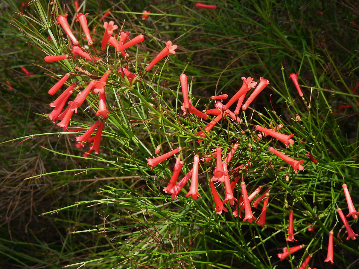 Russelia equisetiformis Schlecht. & Cham.