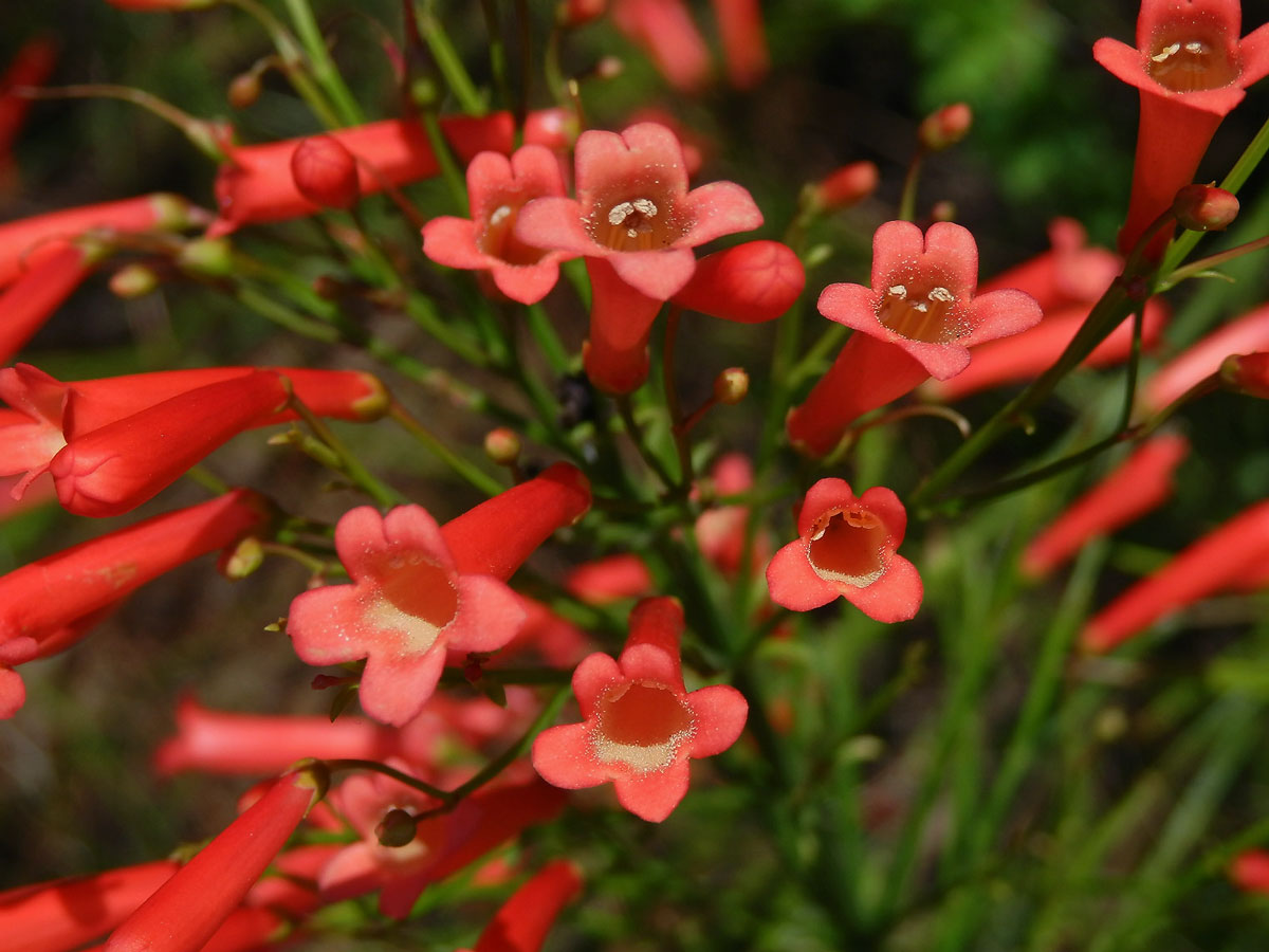 Russelia equisetiformis Schlecht. & Cham.