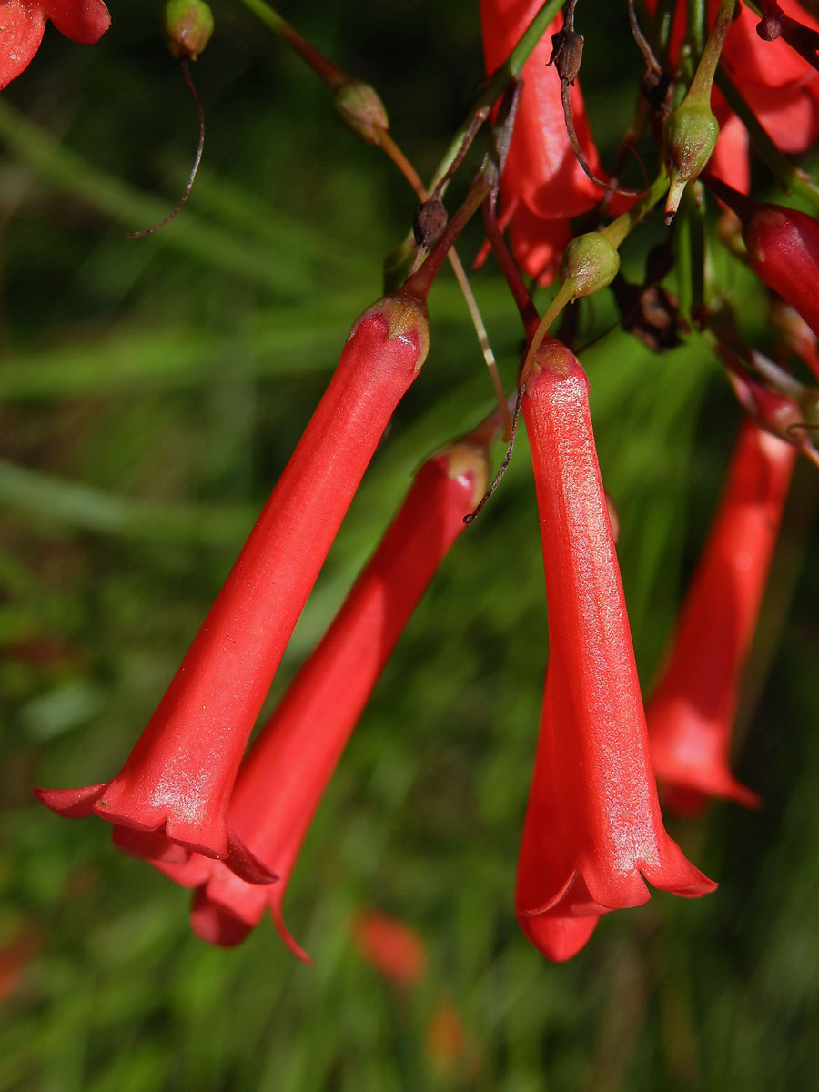 Russelia equisetiformis Schlecht. & Cham.