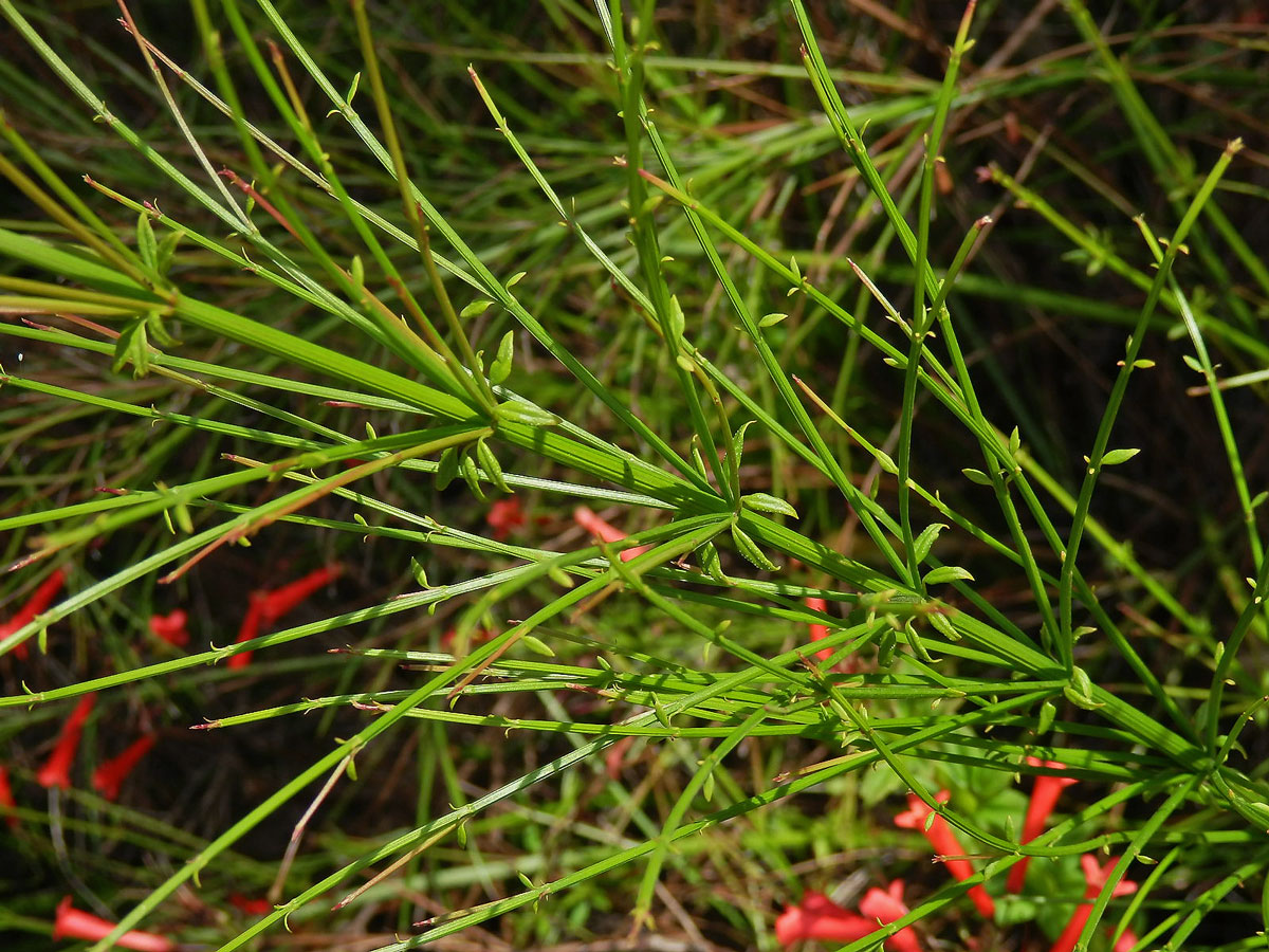 Russelia equisetiformis Schlecht. & Cham.