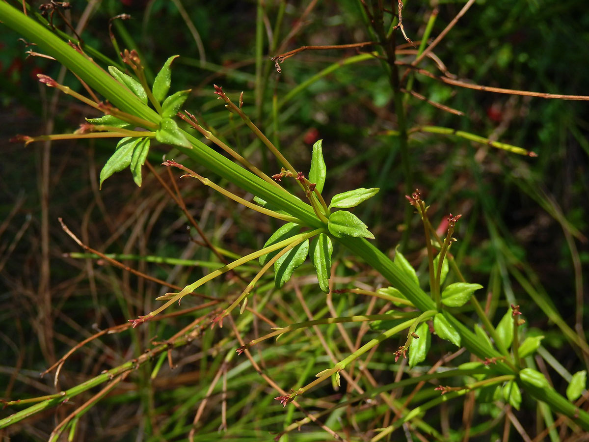 Russelia equisetiformis Schlecht. & Cham.