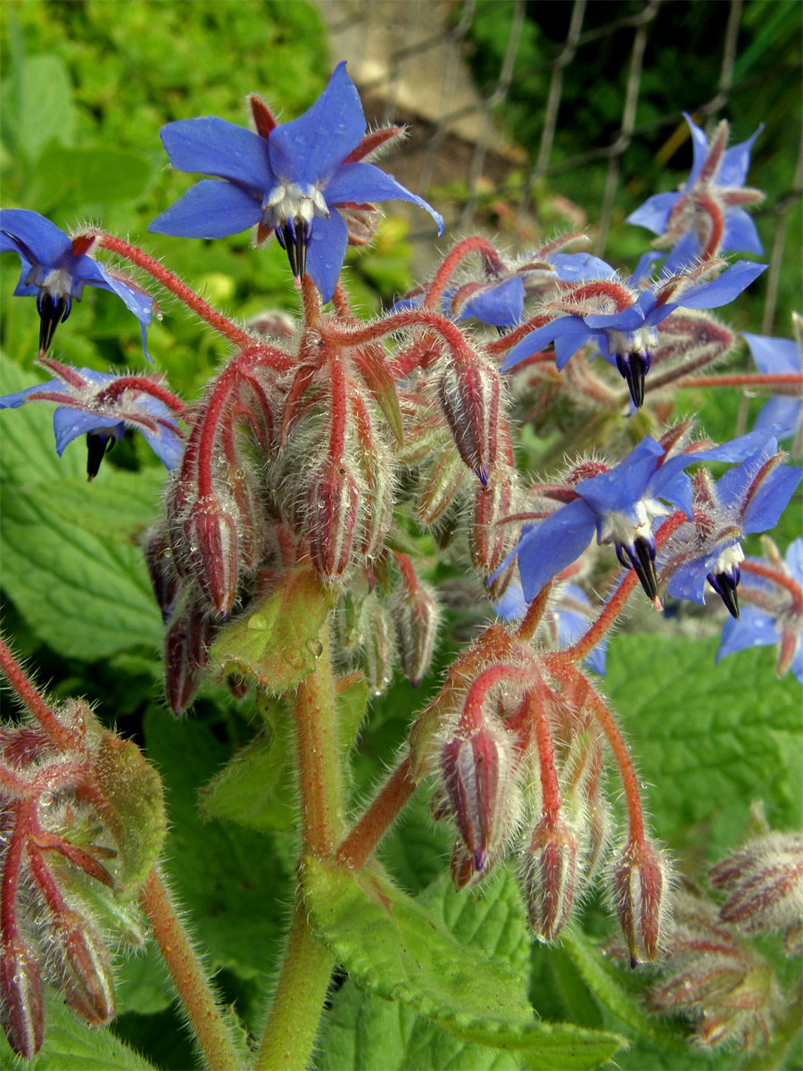 Brutnák lékařský (Borago officinalis L.)