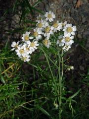 Řebříček bertrám (Achillea ptarmica L.)