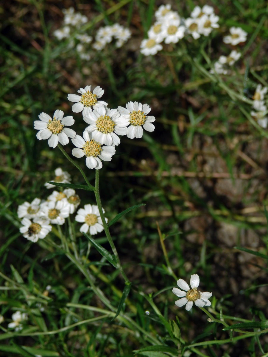 Řebříček bertrám (Achillea ptarmica L.)